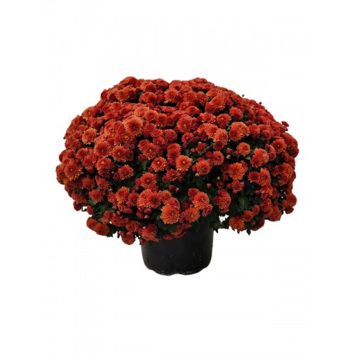 2 - Orange Mum (9 inch pot)