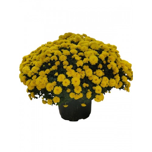 3 - Yellow Mum (9 inch pot)