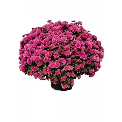 4 - Pink/Purple Mum (9 inch pot)