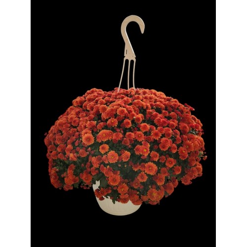 6 - Orange Mum (10 inch Hanging Basket)