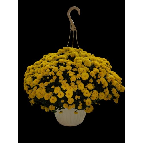 7 - Yellow Mum (10 inch Hanging Basket)