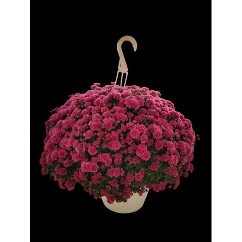 8 - Pink/Purple Mum (10 inch Hanging Basket)